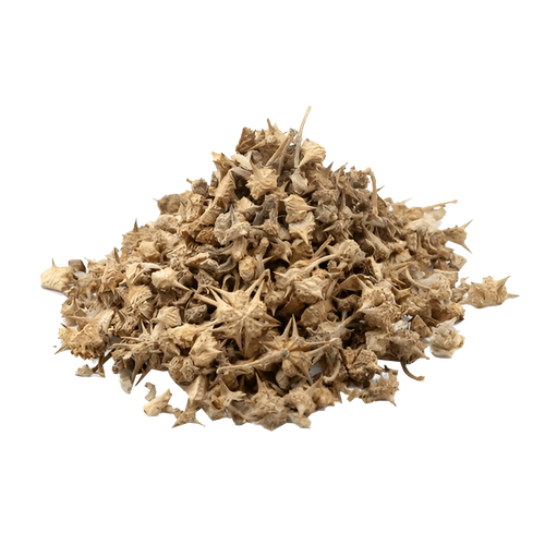Pedalium Murex